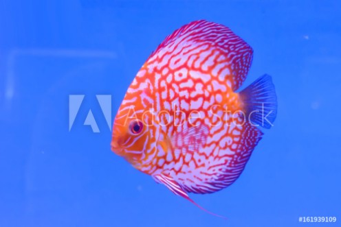 Picture of The pompadour in the cabinet bright colors